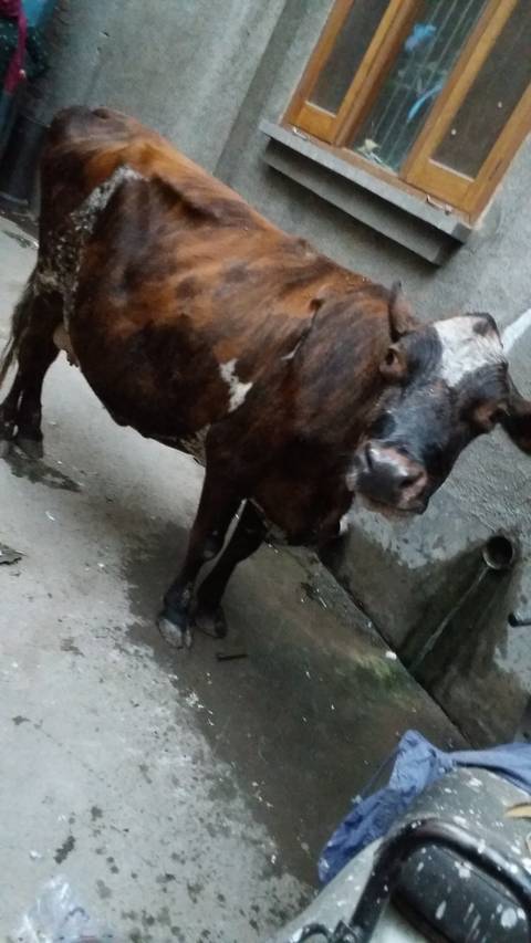 A brown cow standing in a narrow alley.