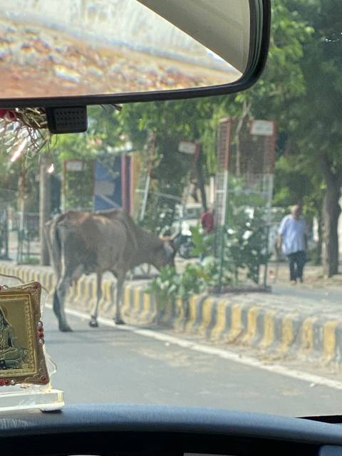 View from inside a vehicle, showing a cow on the road.