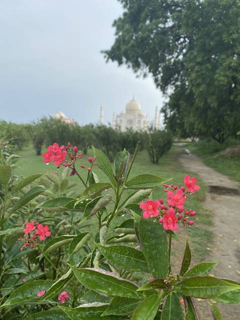 Close-up of flowers with the Taj Mahal in the background.