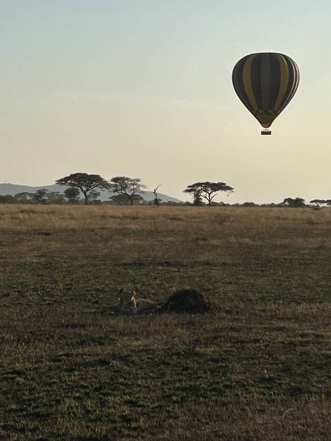 Hot air balloon floating over a savannah.
