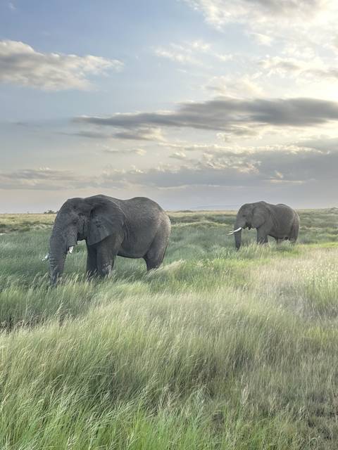 Two elephants walking through tall grass.