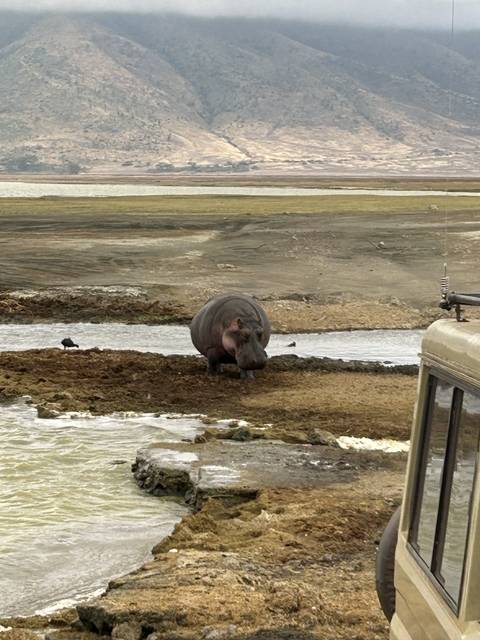 Hippo on a riverbank with hills in the background.