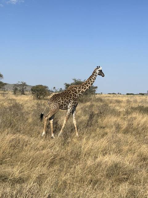 Giraffe walking on dry grassland.