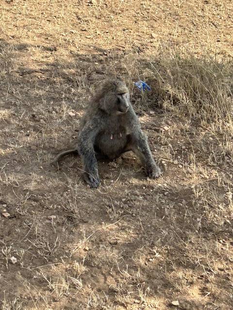 Baboon sitting on a dirt surface.