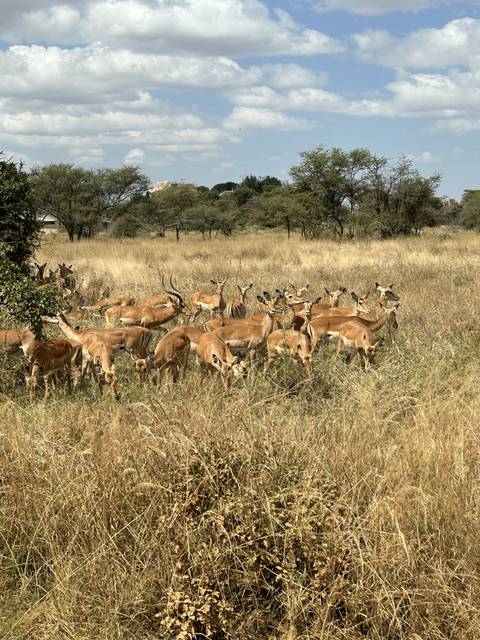 Herd of antelopes in a grassy savannah.