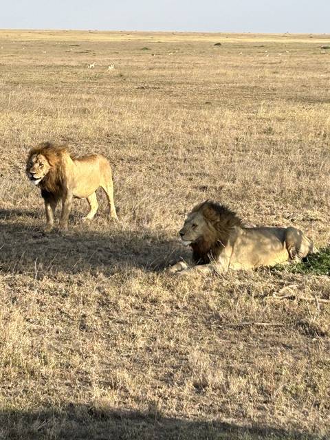 Two male lions resting on dry grasslands.