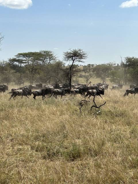 Herd of wildebeests moving through a dusty grassland.