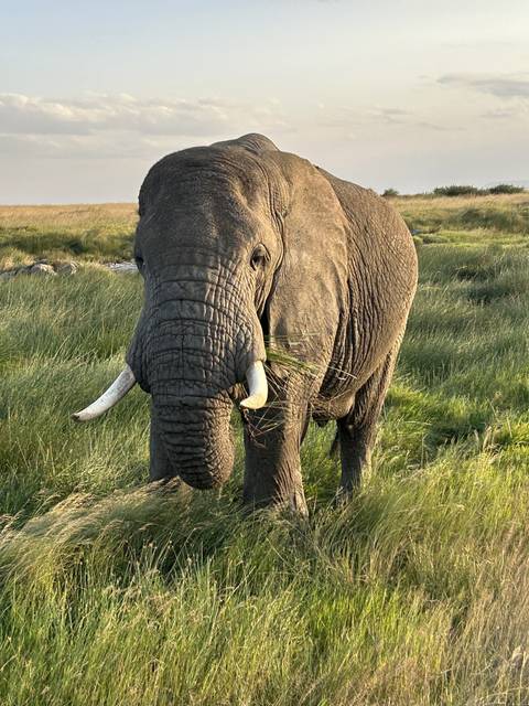 An elephant standing in a grassy field.