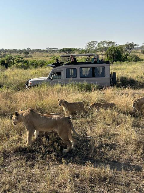 Safari vehicle and lions in a grassy area.
