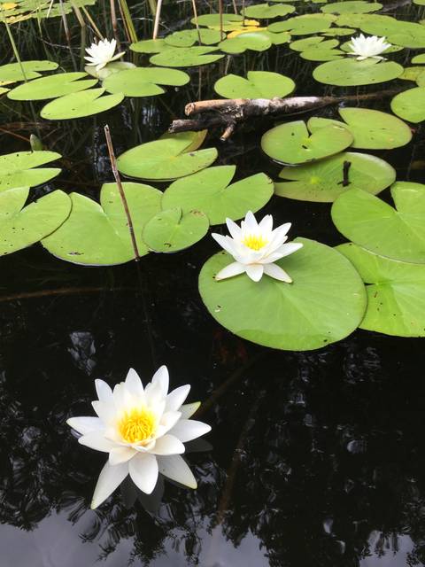 Water lilies floating on water.
