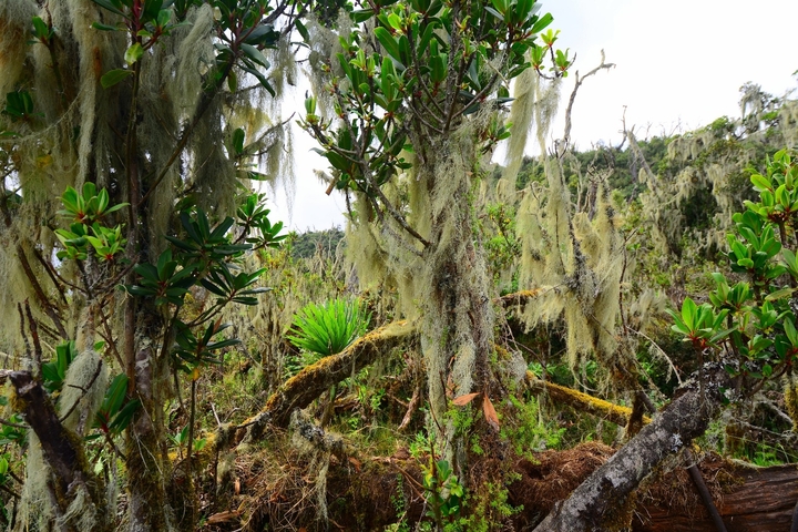 Forest with hanging moss and diverse flora.