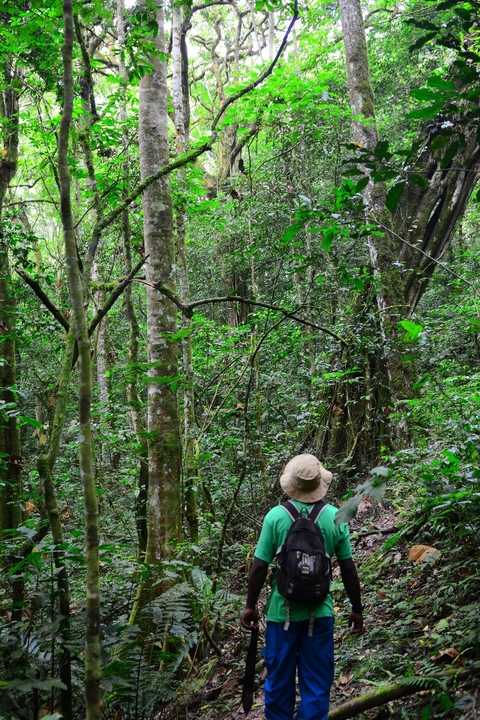 Person walking through a lush forest.