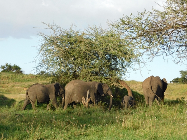 Group of elephants gathered under a tree.