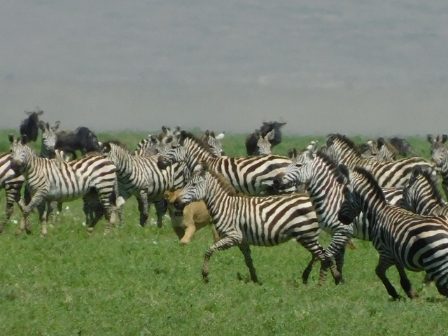 Herd of zebras running in a grassy field.