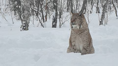 Lynx sitting in a snowy forest.