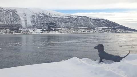 Dog sculpture looking toward a snowy town across the water.