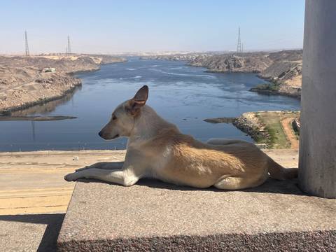 Upside-down image of a dog on a bridge with a river below.