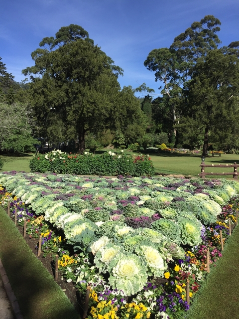 Beautiful flower garden with a variety of colors.