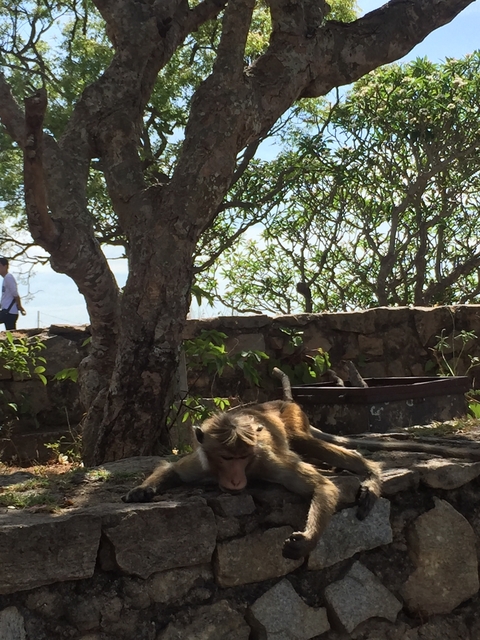 Monkey resting on a stone structure.
