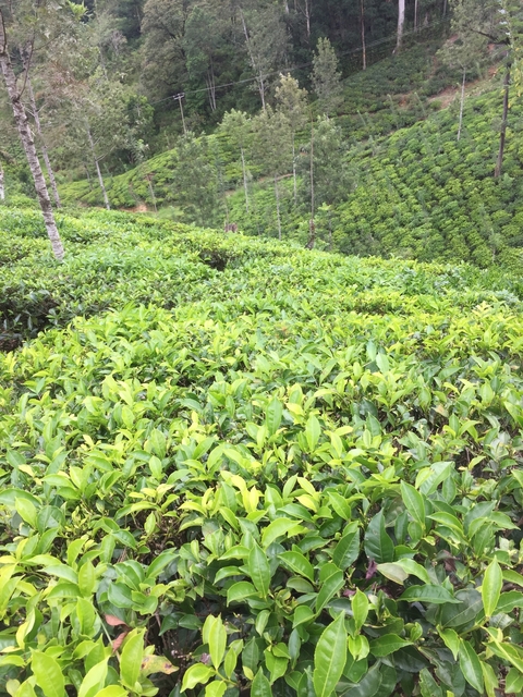 Lush green tea plantation.