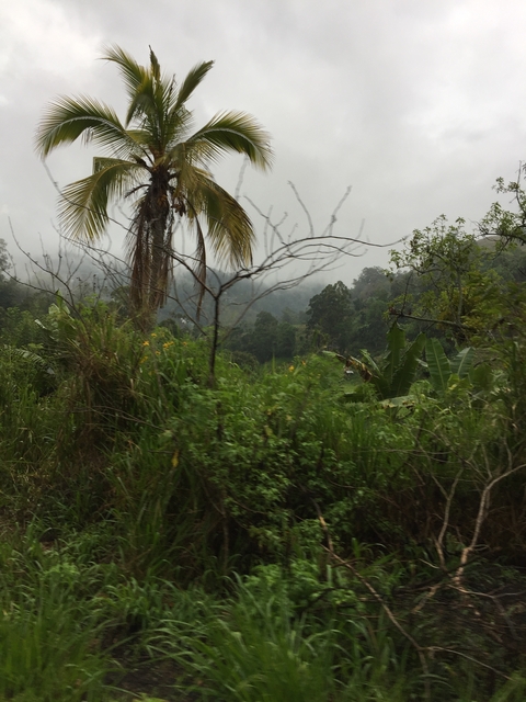 Landscape with dense greenery and foggy atmosphere.