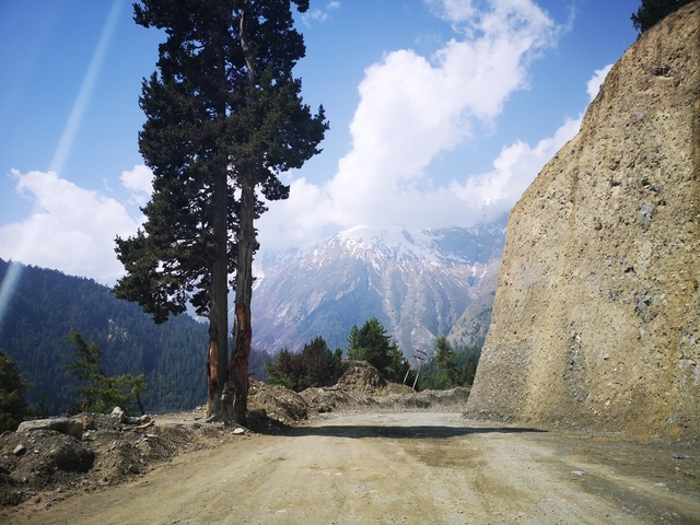 Tree and rugged mountain path with a snow-capped peak