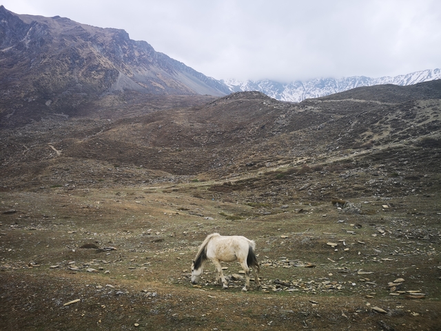 Horse grazing in a mountainous landscape