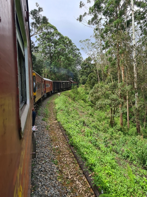 Train moving through lush greenery.