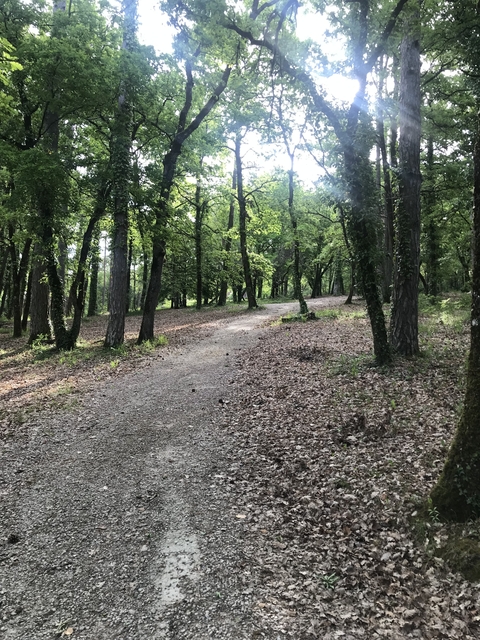 Forest trail with sunlight filtering through trees.