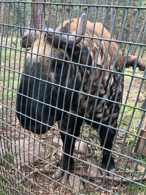 Animal behind a metal fence at a zoo or wildlife park.