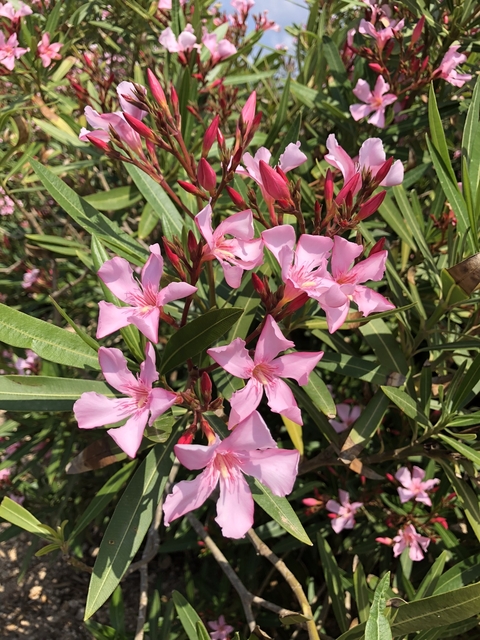 Pink oleander flowers with green leaves under bright sunlight.