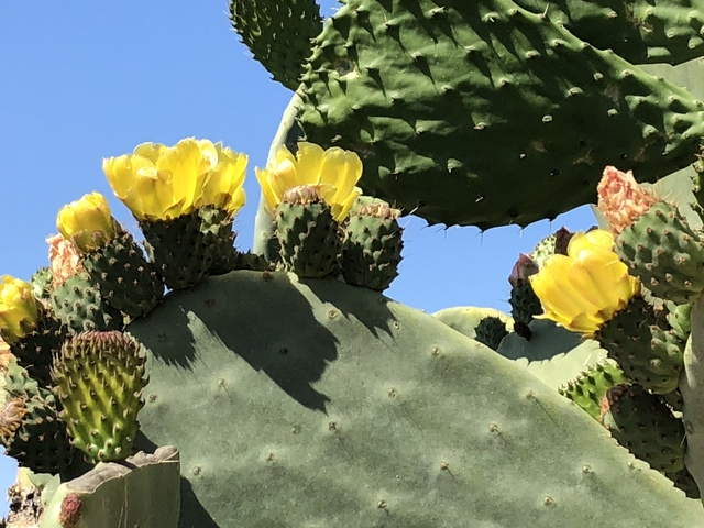 Prickly pear cactus with yellow flowers against a clear blue sky.