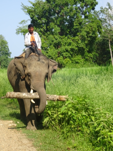 Elephant carrying a log and a person through a forest area.