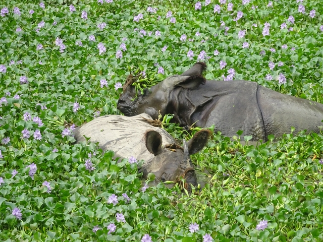 Two rhinos lounging in a field covered with flowers.
