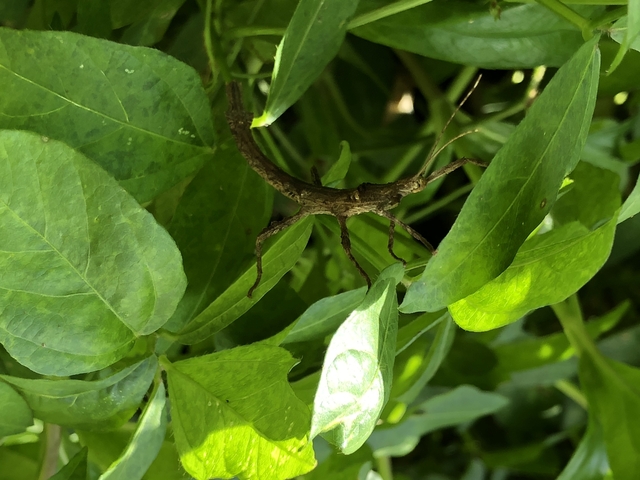 Close-up of greenery with an insect.