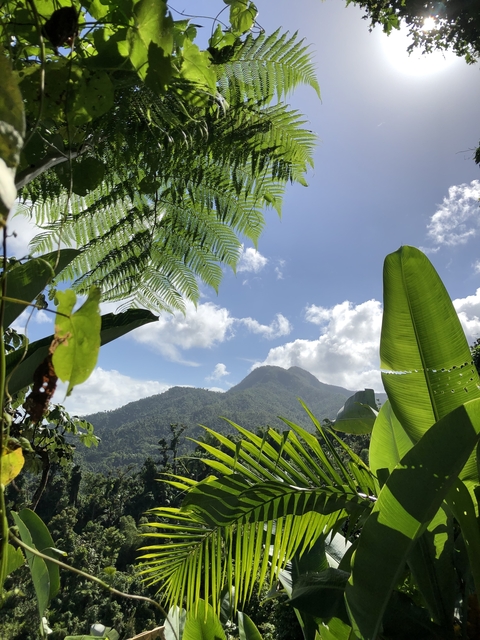 Tropical plants with mountains in the background.