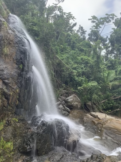 Waterfall surrounded by dense foliage.