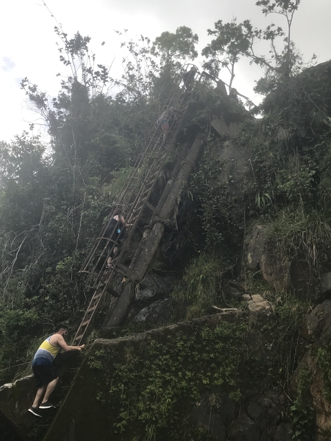 Person climbing a steep ladder in a forest.