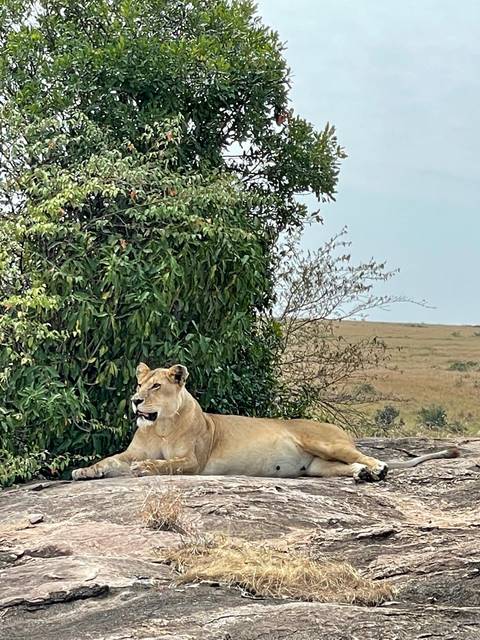 Lion resting on a rock with bushes behind.