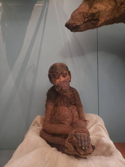 A mummy on display in a museum.