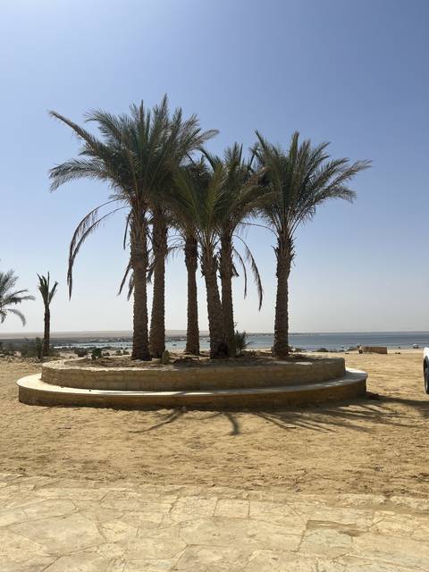 Palm trees in a desert setting.