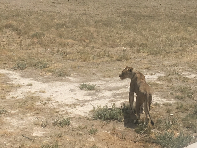 A lioness walking through a dry grassland.