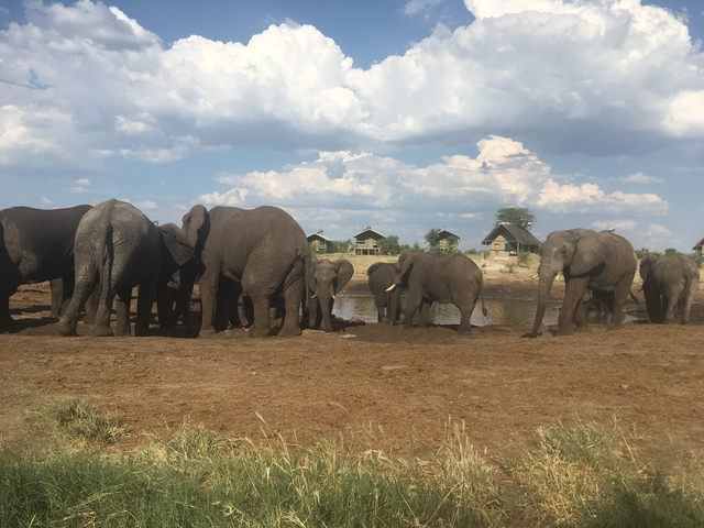 A herd of elephants gathered near a waterhole with lodges in the background.