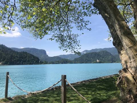 Serene lake with mountainous backdrop and tree framing the view.