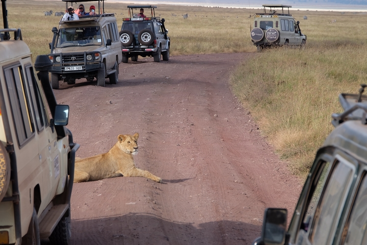 A lion lying on a dirt road with safari vehicles nearby.