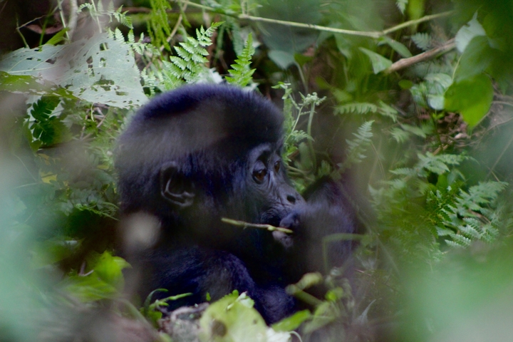 A gorilla sitting among dense foliage.