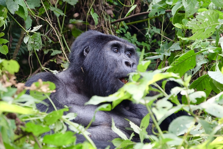 A gorilla chewing on leaves among dense vegetation.