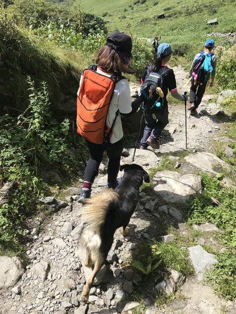 Hiking trail with hikers and a dog.