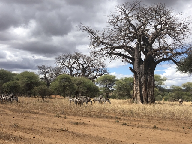 Herd of zebras and baobab trees under cloudy sky.