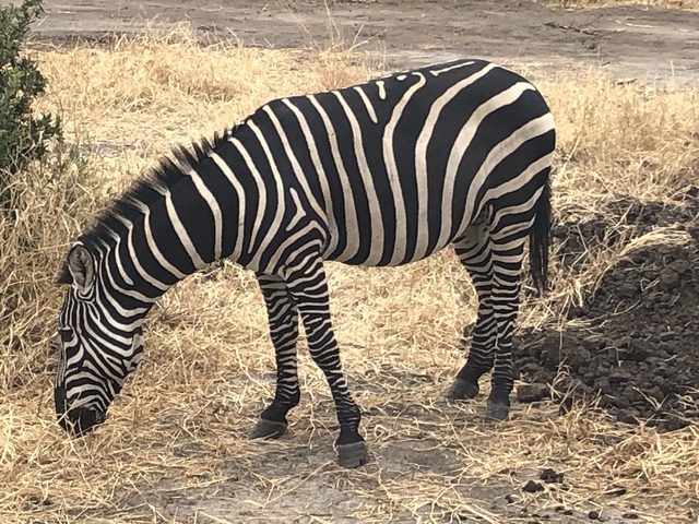 Zebra grazing on dry grass.